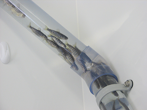 Young fish moving through a clear tube as part of mass marking